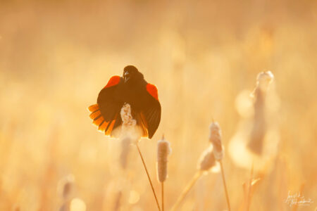 Un oiseau noir à épaulette rouge semble prendre son envole depuis une quenouille dans un marais aux couleurs dorées. L'oiseau a le bec ouvert et ses ailes sont en mouvement. Faire de l'observation d'oiseau est une belle façon de profiter du printemps et du congé pascal en Abitibi-Témiscamingue.